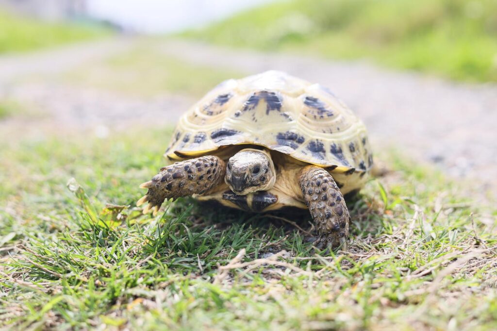 【体験談】体調ボロボロでもできた！ポイ活で小銭を生み出す生活のススメ